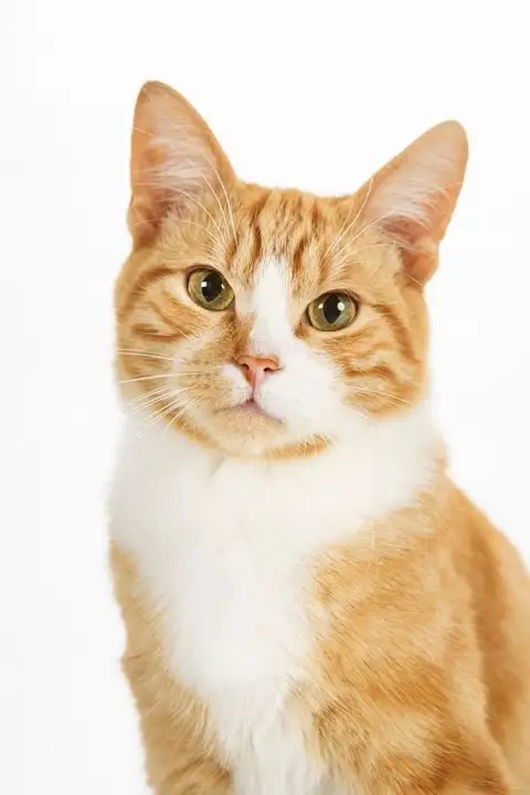 Editimg.ai feature compare image