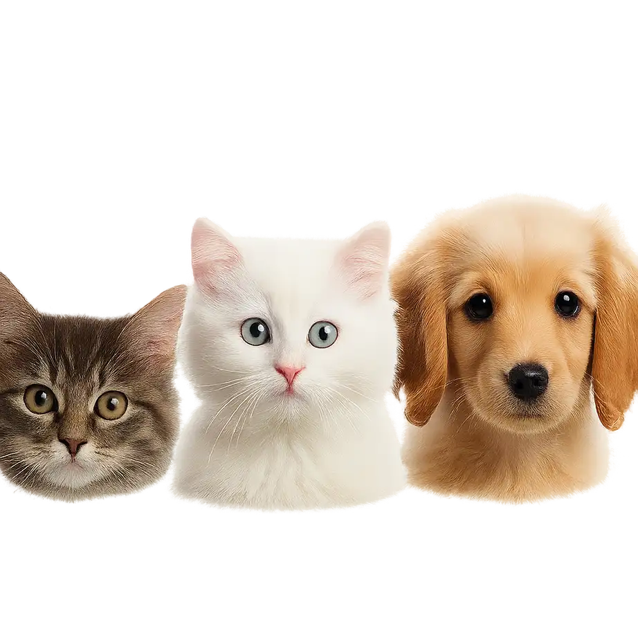 Editimg.ai feature compare image